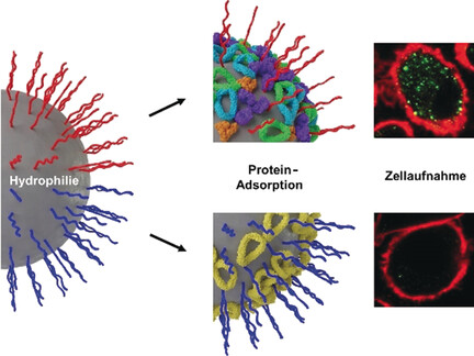Hydrophilie als bestimmender Faktor des Stealth-Effekts von Polyphosphoester-funktionalisierten Nanoträgern