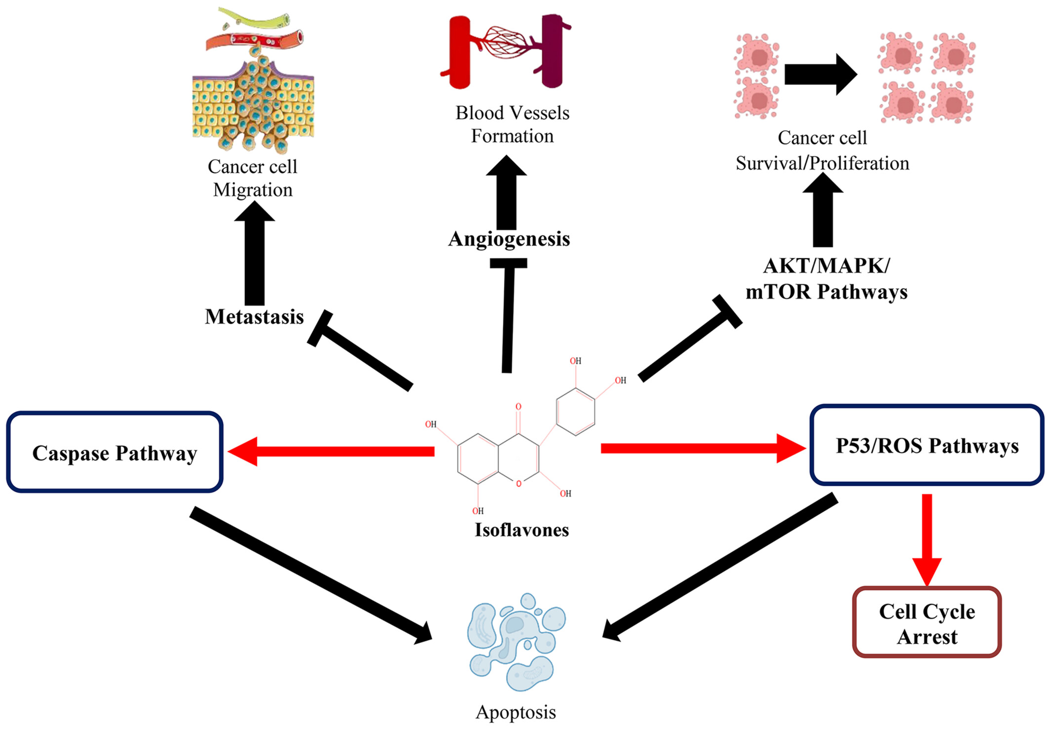 Isoflavones: Promising Natural Agent for Cancer Prevention and Treatment