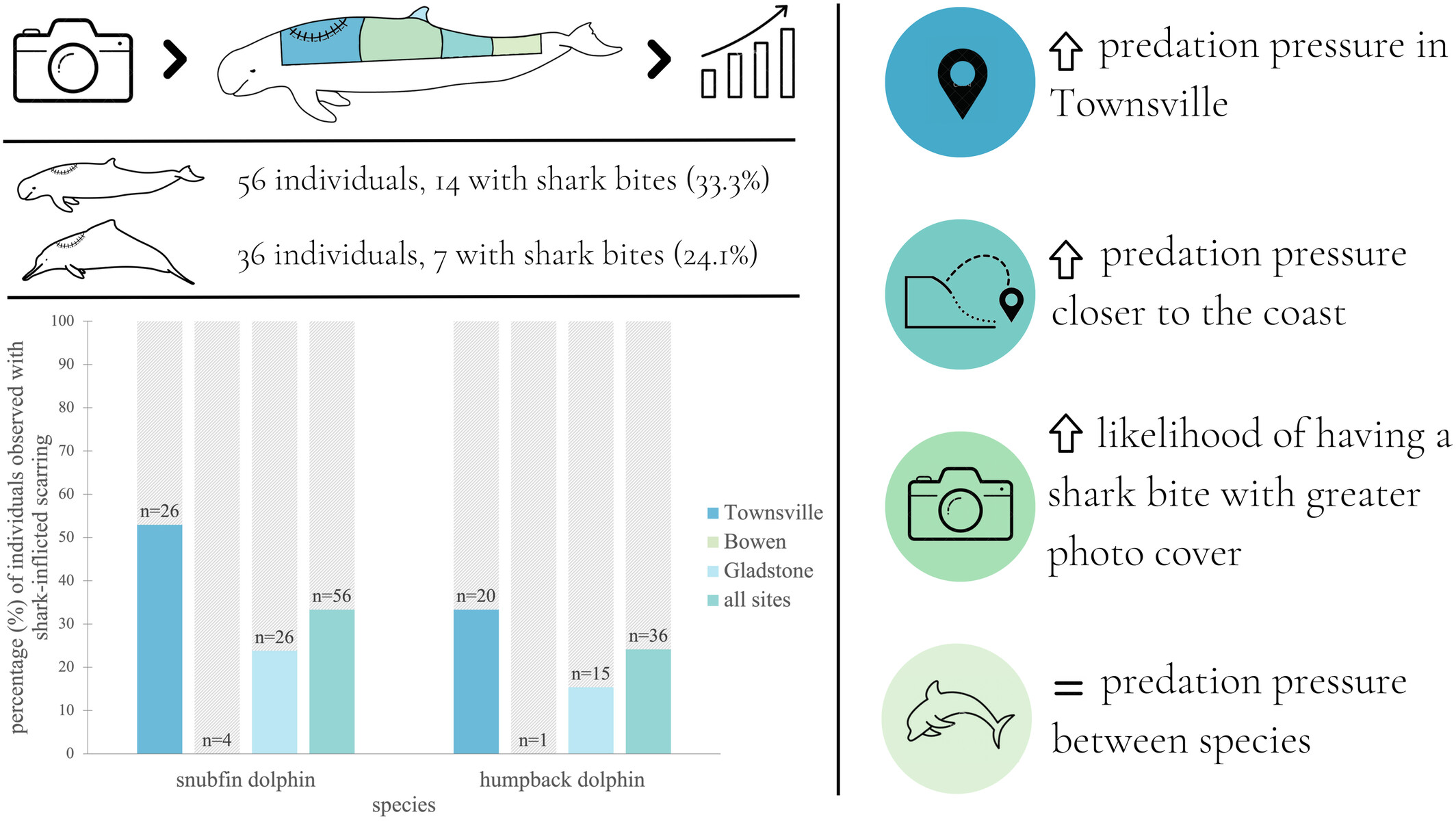 Incidence of shark-inflicted bite injuries on Australian snubfin (Orcaella heinsohni) and Australian humpback (Sousa sahulensis) dolphins in coastal waters off east Queensland, Australia