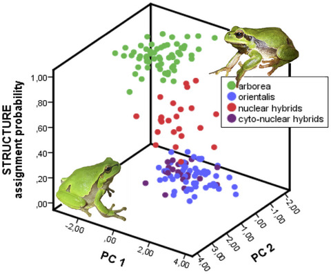 Morphometry of two cryptic tree frog species at their hybrid zone reveals neither intermediate nor transgressive morphotypes
