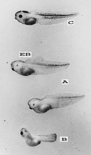 Details are in the caption following the image