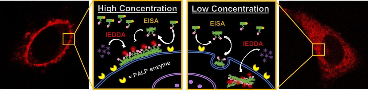 A Concerted Enzymatic and Bioorthogonal Approach for Extra- and Intracellular Activation of Environment-Sensitive Ruthenium(II)-Based Imaging Probes and Photosensitizers