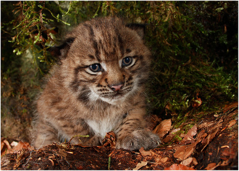 Timing and synchrony of birth in Eurasian lynx across Europe