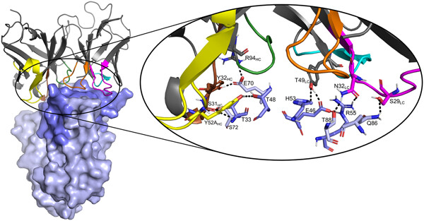 Isolation and functional analysis of phage-displayed antibody fragments targeting the staphylococcal superantigen-like proteins