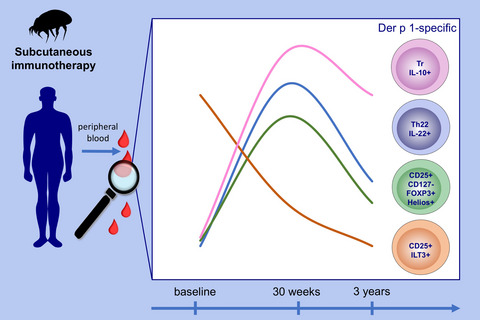 Der p 1-specific regulatory T-cell response during house dust mite allergen immunotherapy