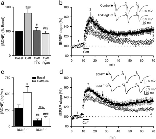 Caffeine-mediated BDNF release regulates long-term synaptic plasticity through activation of IRS2 signaling