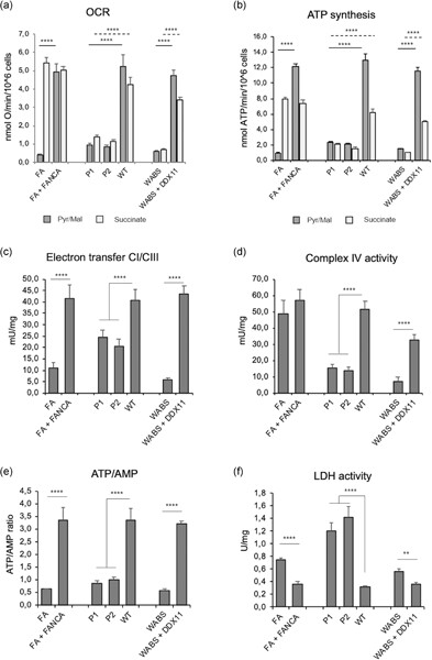 Genomic integrity and mitochondrial metabolism defects in Warsaw syndrome cells: a comparison with Fanconi anemia