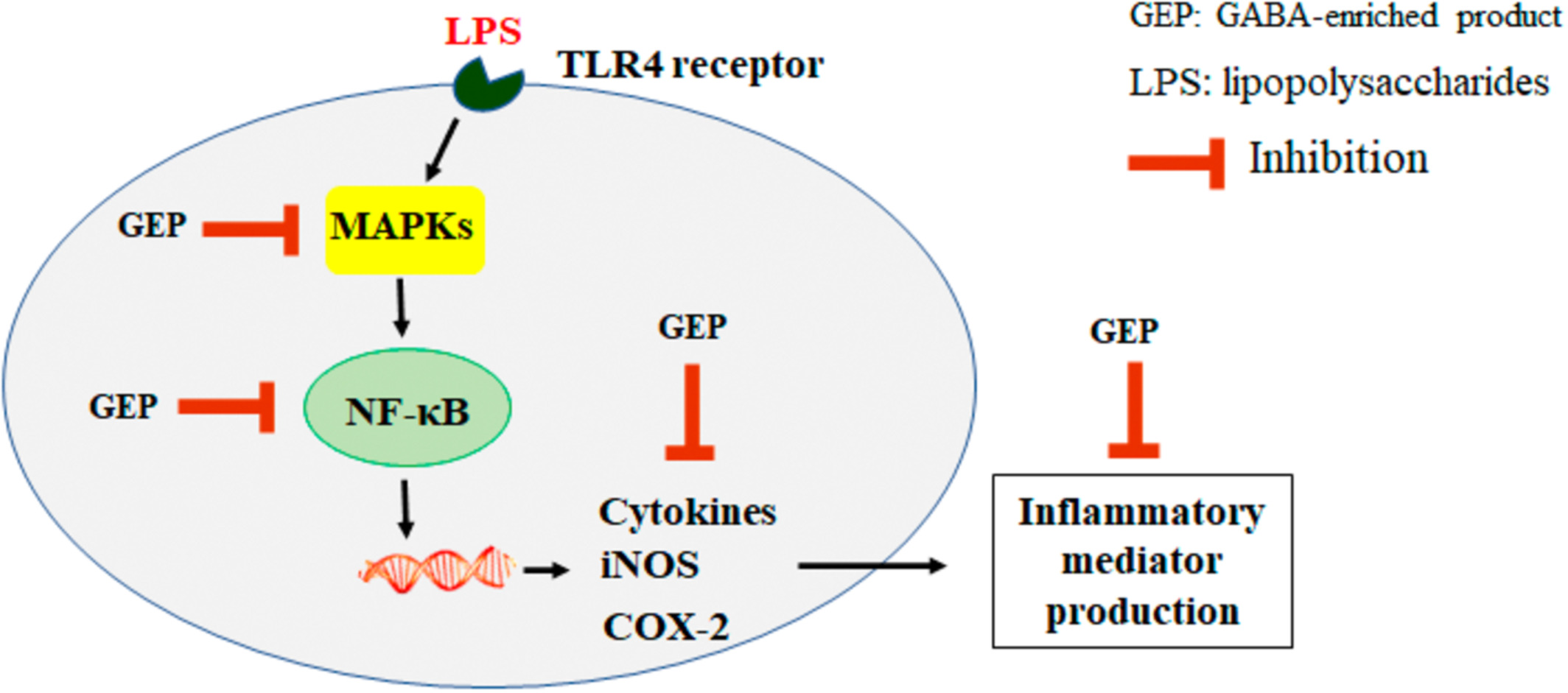 GABA-enriched rice bran inhibits inflammation in LPS-stimulated macrophages via suppression of TLR4-MAPK/NF-κB signaling cascades
