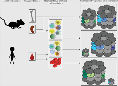 Proteasome composition in immune cells implies special immune-cell-specific immunoproteasome function