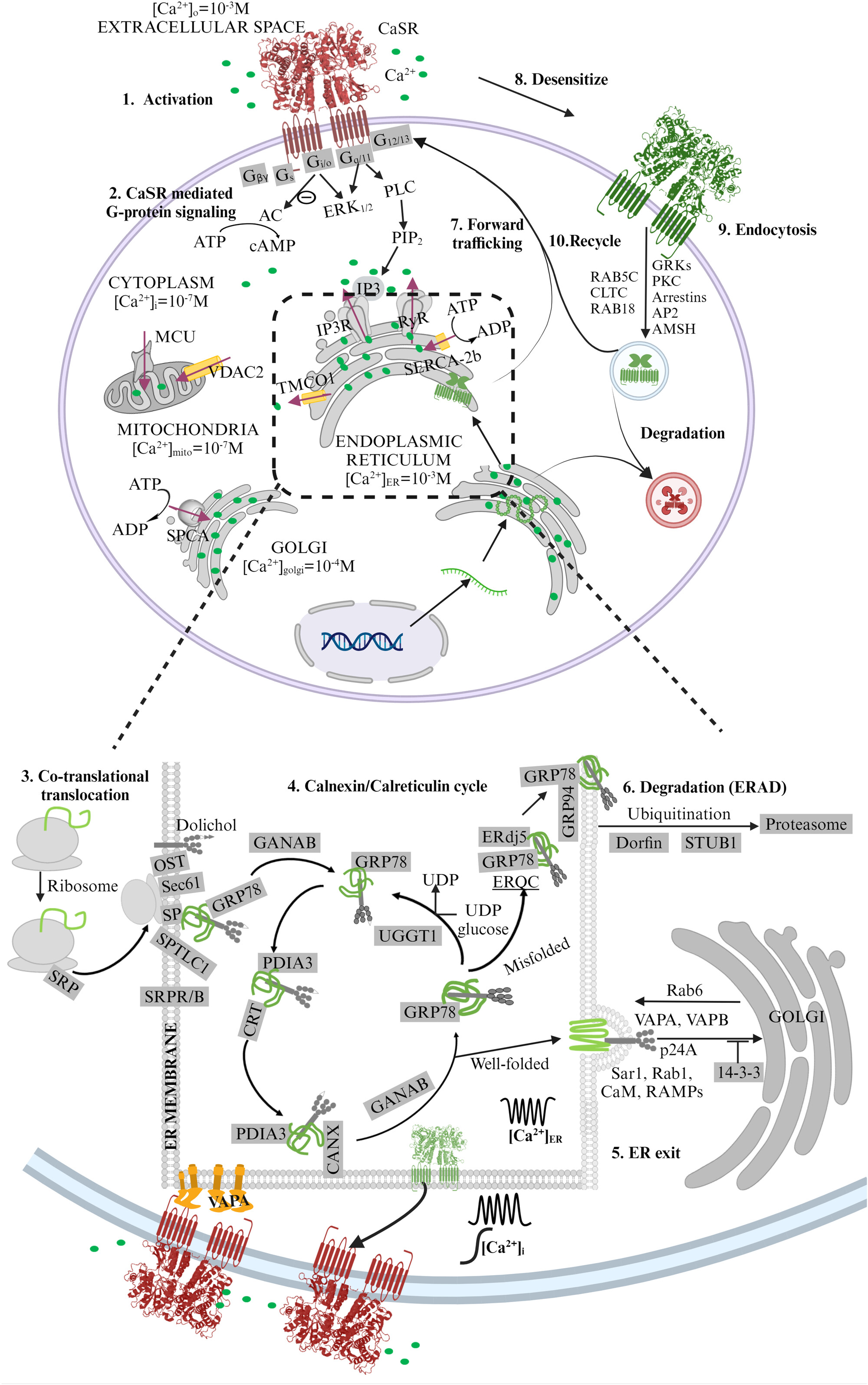 Molecular regulation of calcium-sensing receptor (CaSR)-mediated signaling