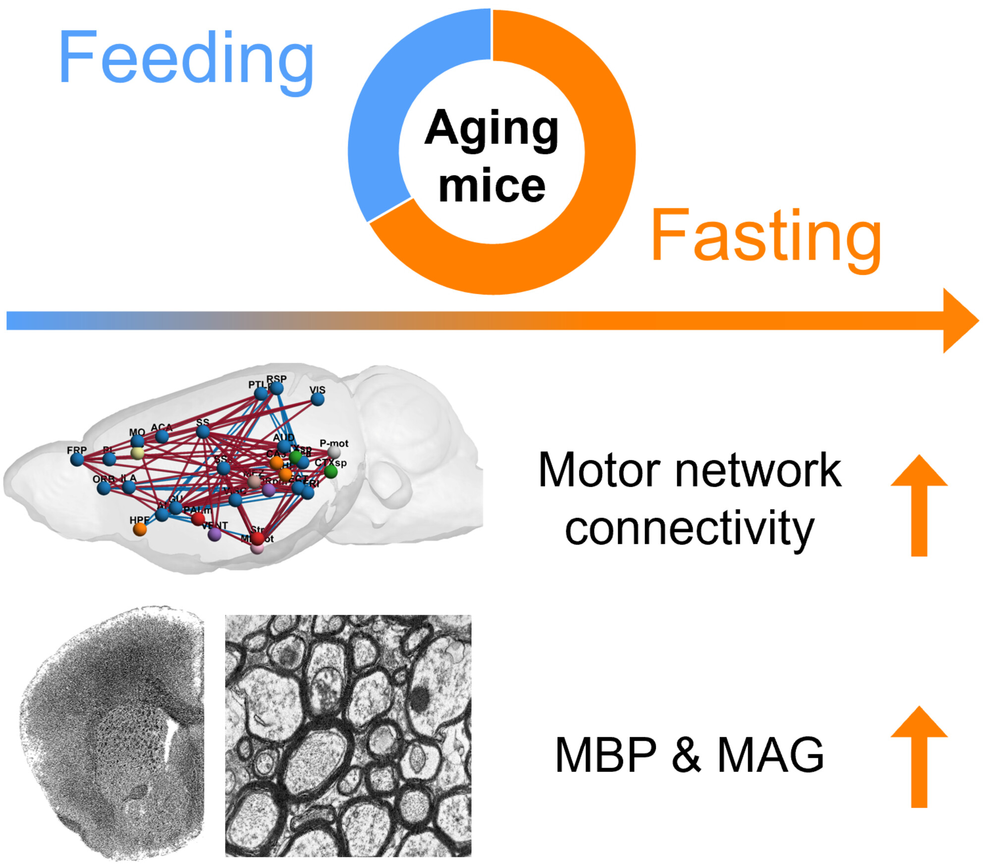 Intermittent Fasting Enhances Motor Coordination Through Myelin Preservation in Aged Mice