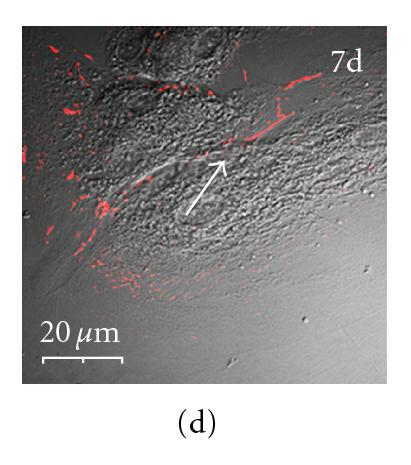 Details are in the caption following the image