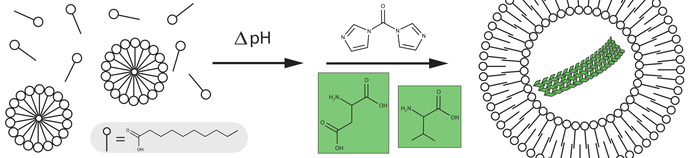 Prebiotic Peptide Synthesis and Spontaneous Amyloid Formation Inside a Proto-Cellular Compartment