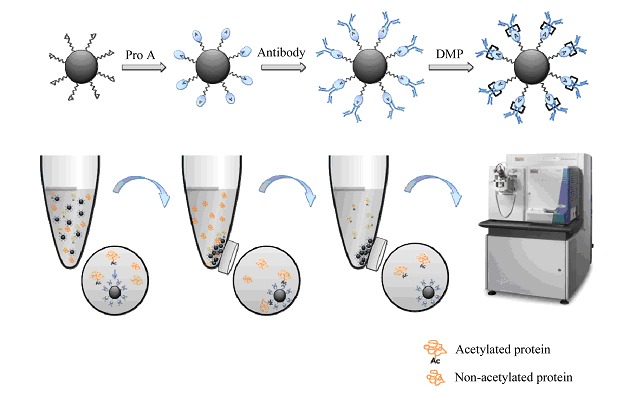 Immobilization of Antibodies on Magnetic Carbonaceous Microspheres for Selective Enrichment of Lysine-acetylated Proteins and Peptides