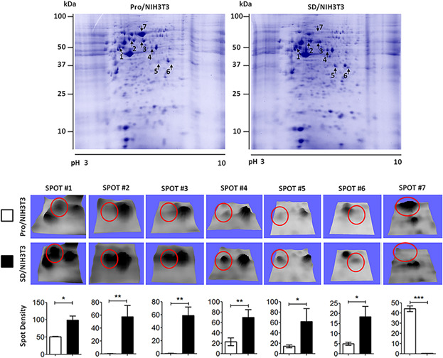 Annexin A1, Annexin A2, and Dyrk 1B are upregulated during GAS1-induced cell cycle arrest
