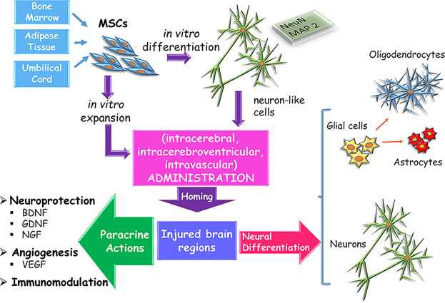 Functional role of mesenchymal stem cells in the treatment of chronic neurodegenerative diseases