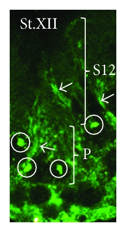 Details are in the caption following the image