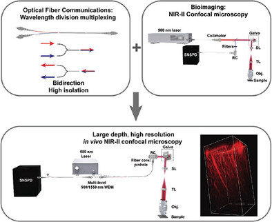 From Optical Fiber Communications to Bioimaging: Wavelength Division Multiplexing Technology for Simplified in vivo Large-depth NIR-IIb Fluorescence Confocal Microscopy