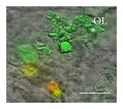 Details are in the caption following the image