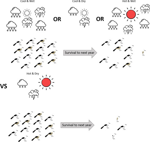 Hot droughts compromise interannual survival across all group sizes in a cooperatively breeding bird