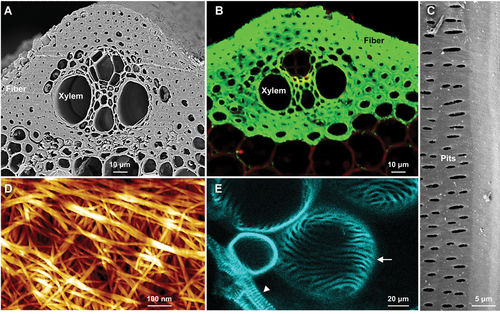 Details are in the caption following the image Details are in the caption following the image