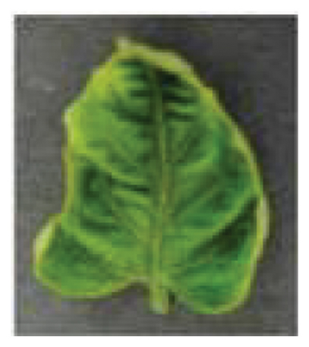 Details are in the caption following the image Details are in the caption following the image