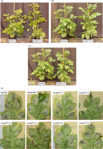 Details are in the caption following the image Details are in the caption following the image