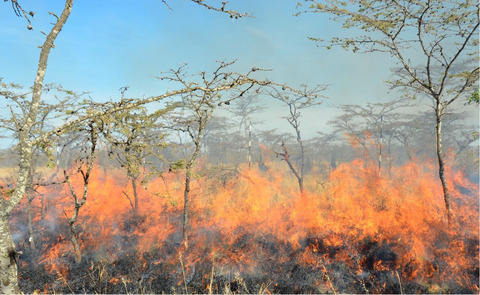 Evidence of nutrient translocation in response to smoke exposure by the East African ant acacia, Vachellia drepanolobium