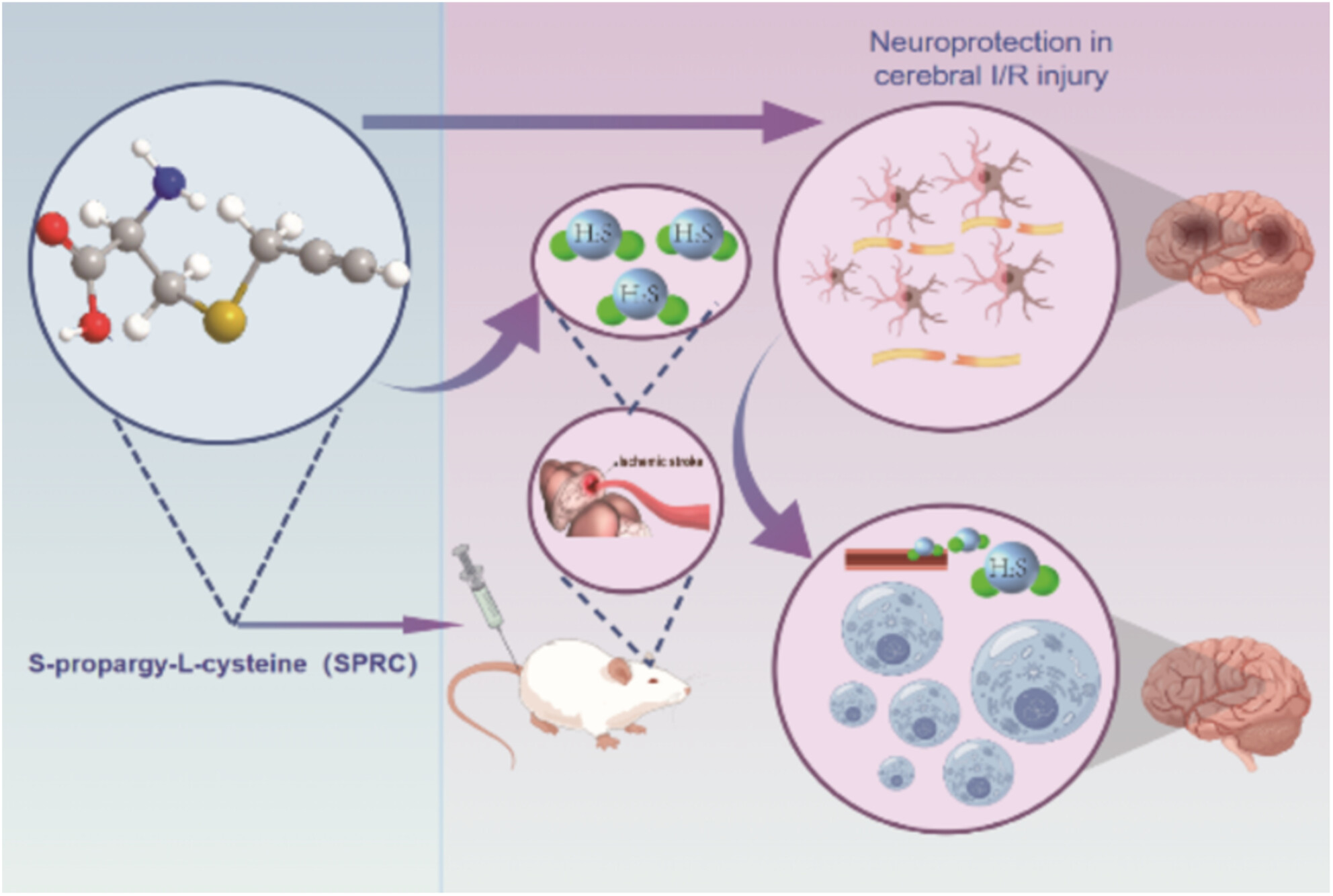 S-Propargyl-Cysteine Attenuates Stroke Heterogeneity via Promoting Protective Autophagy Across Multiple Neural Cell Types: Insights From Single-Cell Sequencing