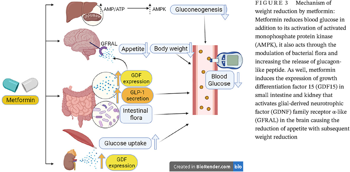 Metformin and growth differentiation factor 15 (GDF15) in type 2 diabetes mellitus: A hidden treasure 二甲双胍和生长分化因子15 (GDF15)在2型糖尿病中的作用:一个隐藏的宝藏