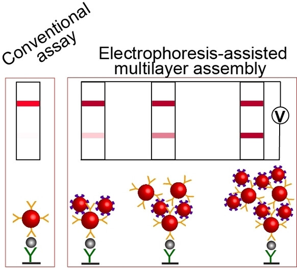 Electrophoresis-Assisted Multilayer Assembly of Nanoparticles for Sensitive Lateral Flow Immunoassay**
