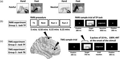Probing the role of the right inferior frontal gyrus during Pain-Related empathy processing: Evidence from fMRI and TMS