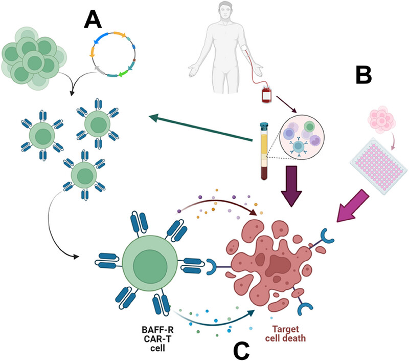 Targeting chronic lymphocytic leukemia with B-cell activating factor receptor CAR T cells