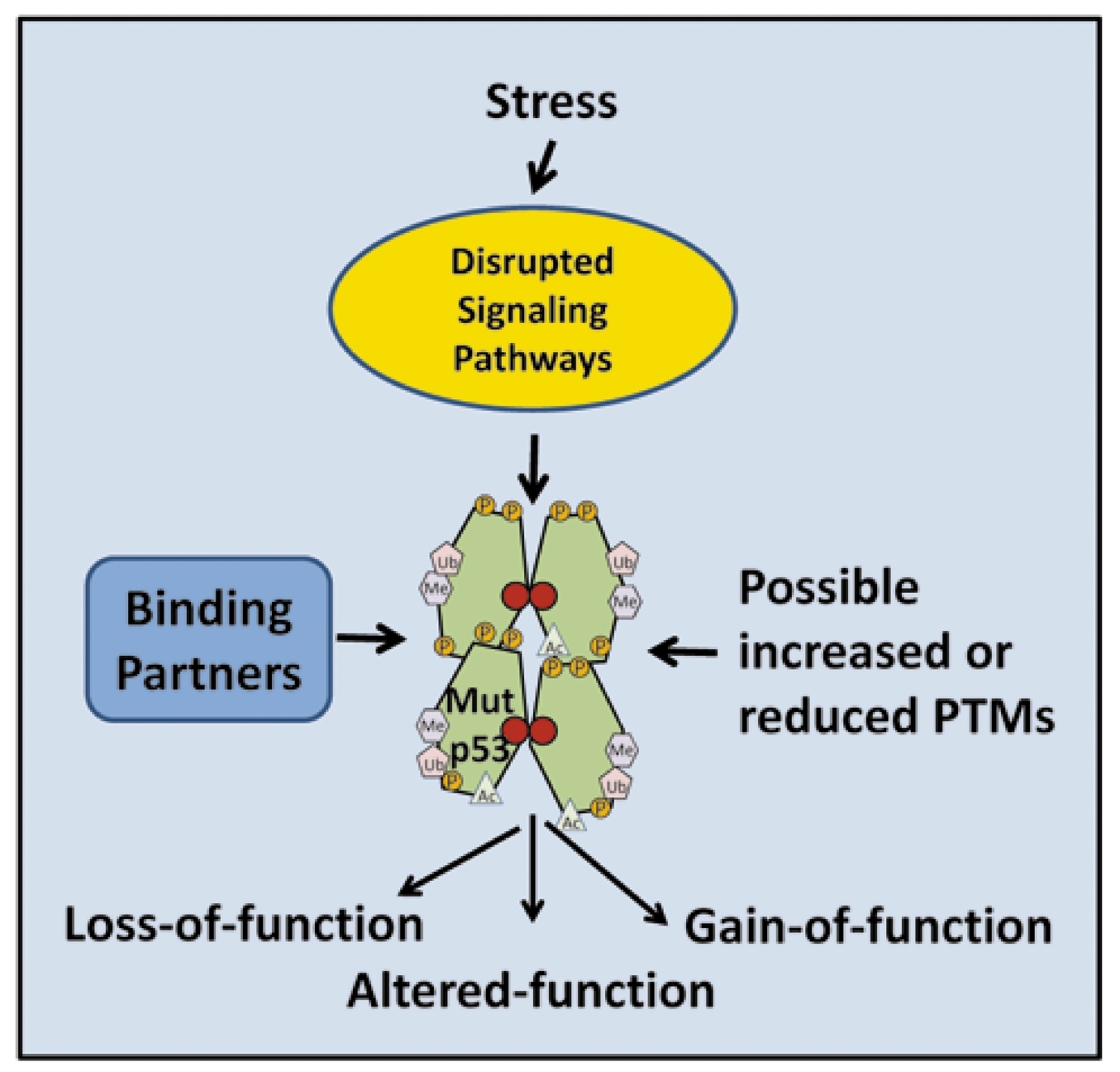Mutant TP53 Posttranslational Modifications: Challenges and Opportunities
