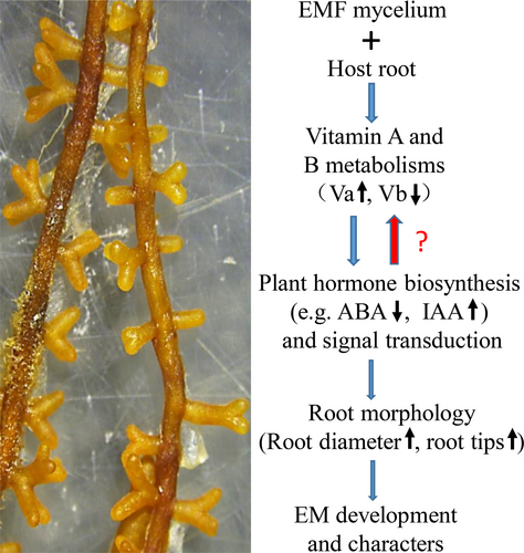Details are in the caption following the image Details are in the caption following the image