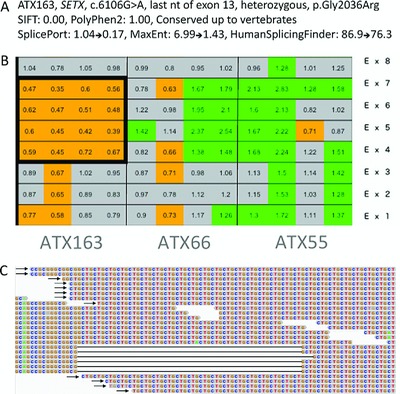 Mini-Exome Coupled to Read-Depth Based Copy Number Variation Analysis in Patients with Inherited Ataxias