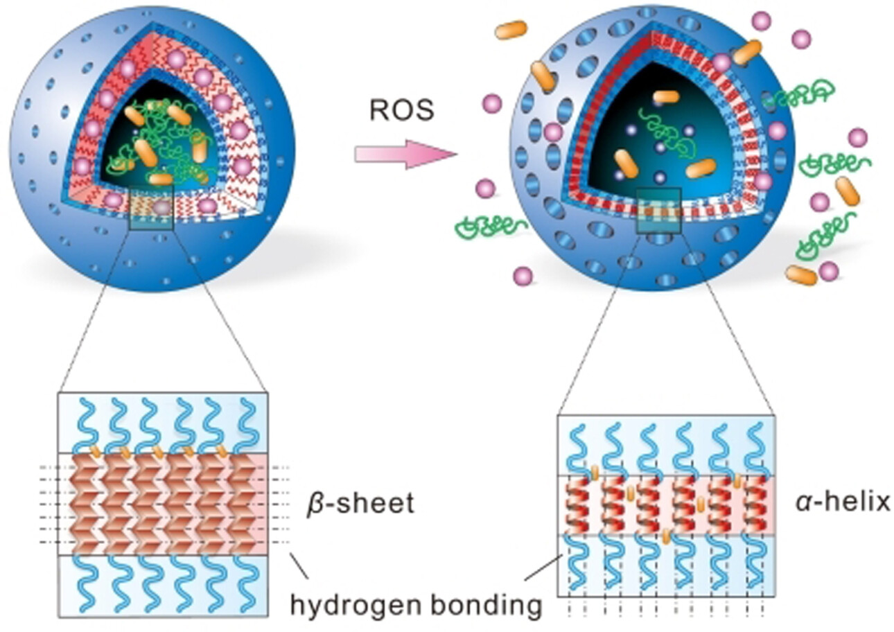 Ordered Conformation-Regulated Vesicular Membrane Permeability
