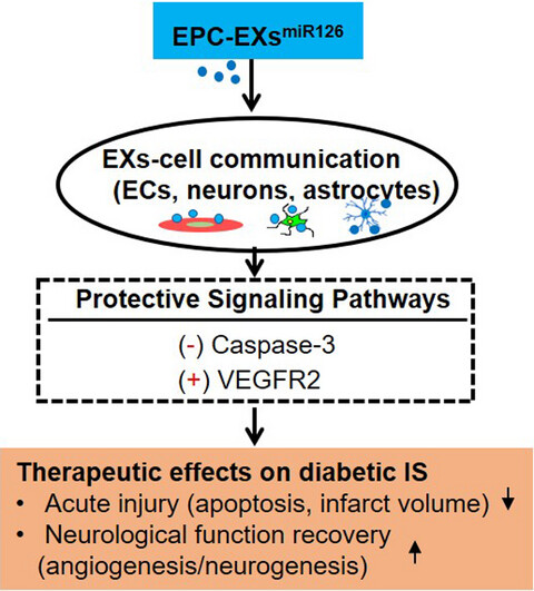 Exosomes from miRNA-126-modified endothelial progenitor cells alleviate brain injury and promote functional recovery after stroke