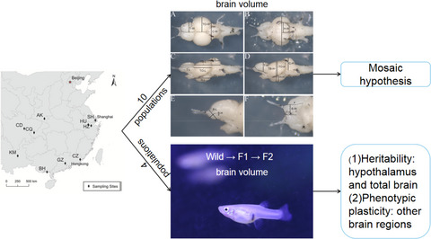 Brain morphological adaptations of Gambusia affinis along climatic gradients in China