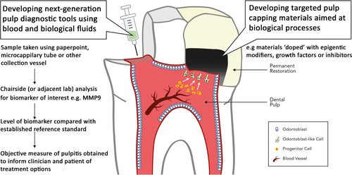 Details are in the caption following the image Details are in the caption following the image