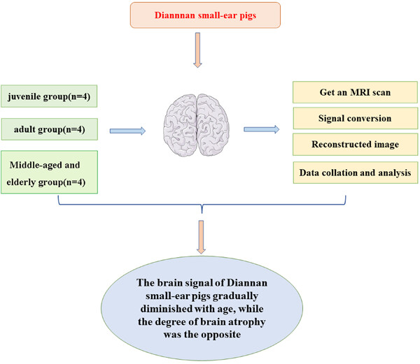 Brain structure analysis of different age groups of Diannan small-ear pigs