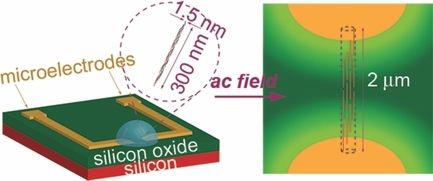 Self-Assembly of Collagen Building Blocks Guided by Electric Fields