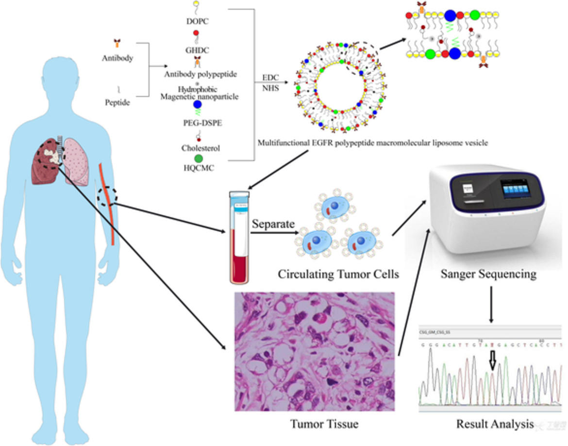 Sorting and gene mutation verification of circulating tumor cells of lung cancer with epidermal growth factor receptor peptide lipid magnetic spheres