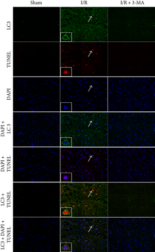 Details are in the caption following the image Details are in the caption following the image