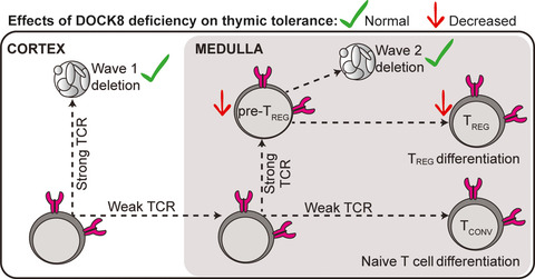 DOCK8 deficiency diminishes thymic T-regulatory cell development but not thymic deletion