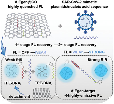An AIEgen/graphene oxide nanocomposite (AIEgen@GO)-based two-stage “turn-on” nucleic acid biosensor for rapid detection of SARS-CoV-2 viral sequence