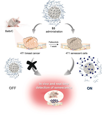 Real-Time In Vivo Detection of Cellular Senescence through the Controlled Release of the NIR Fluorescent Dye Nile Blue
