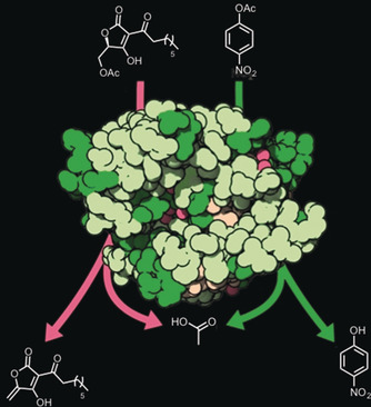 An Esterase-like Lyase Catalyzes Acetate Elimination in Spirotetronate/Spirotetramate Biosynthesis