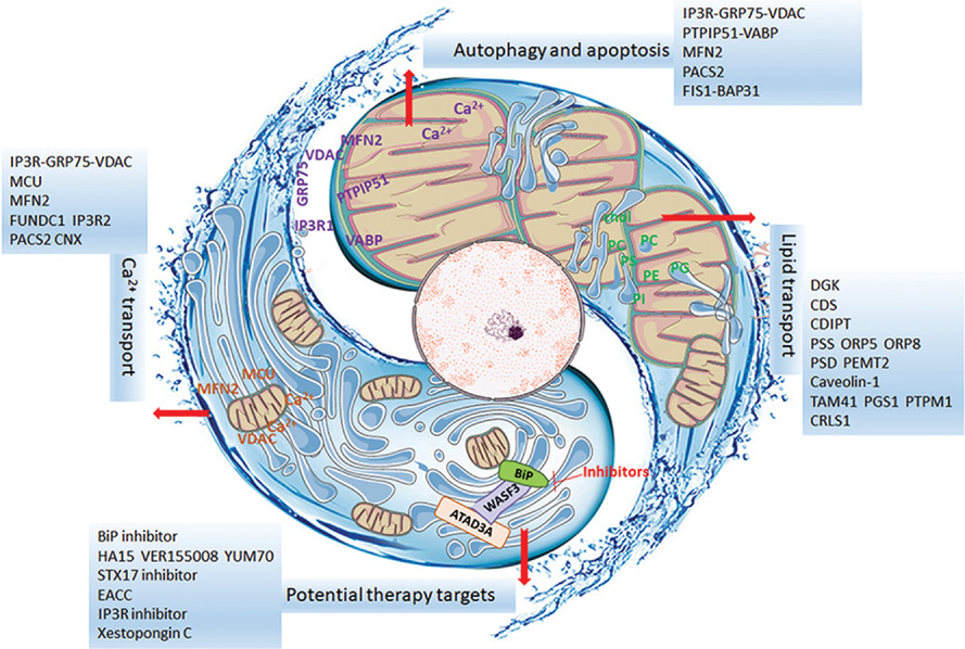 New focuses on roles of communications between endoplasmic reticulum and mitochondria in identification of biomarkers and targets
