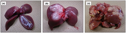 Longer warm ischemia can accelerate tumor growth through the induction of HIF-1α and the IL-6–JAK–STAT3 signaling pathway in a rat hepatocellular carcinoma model
